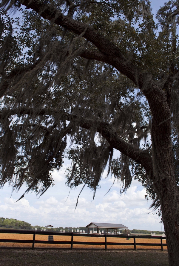 Yellow Country Dade City Wedding - Barrington Hill Farm - Tampa Bay Wedding Photographer Roohi Photography (34)